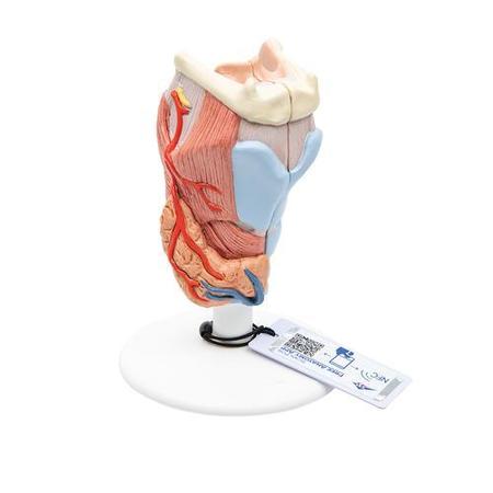 3B SCIENTIFIC Larynx, 2 part - w/ 3B Smart Anatomy 1000273